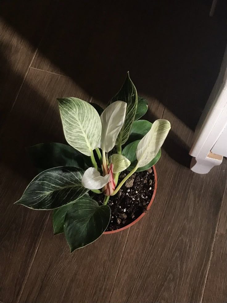 Imagem representativa de psicoterapia e crescimento pessoal